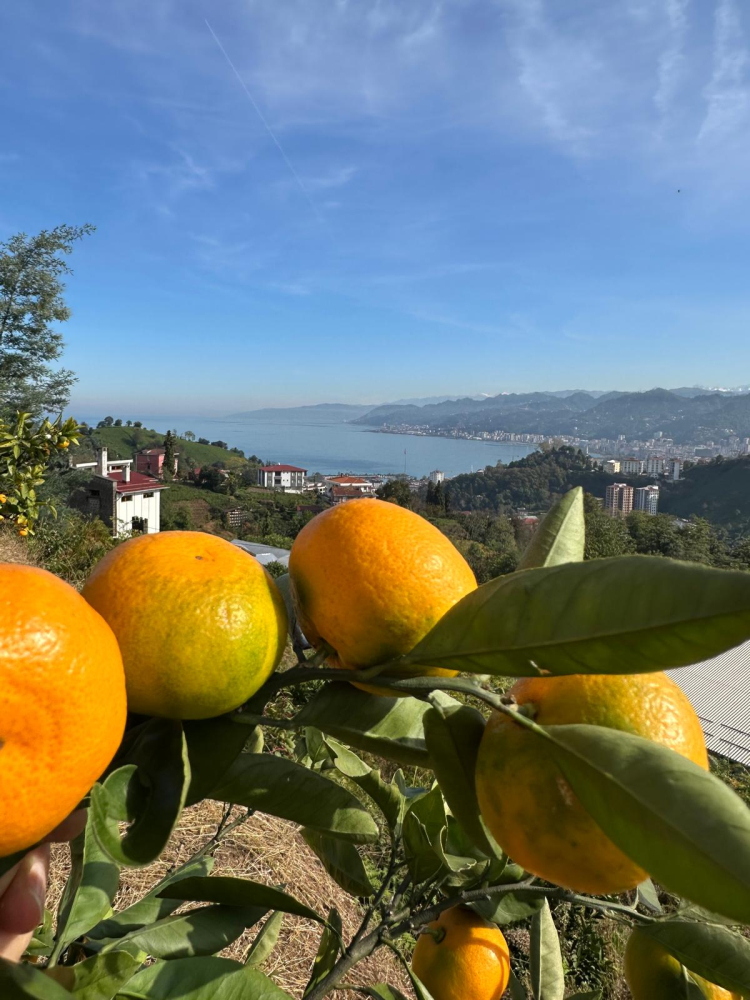 Rize’de mandalina çeşidi 9’a çıktı, Antalya’ya gönderildi
